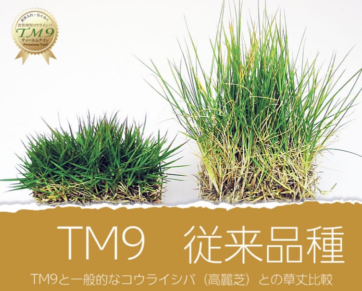 TM9と高麗芝の草丈の比較