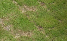 芝生の隙間が埋まらない 5つのスカスカになる主な原因と対策 ブログタウン