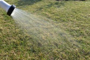芝生の水やりによるキノコ問題