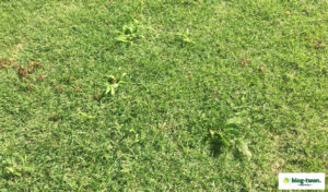 芝生　除草剤　シバゲン
